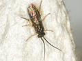 Cladius pilicornis